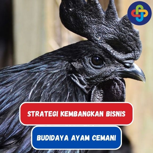 Strategi Mengembangkan Bisnis Budidaya Ayam Cemani